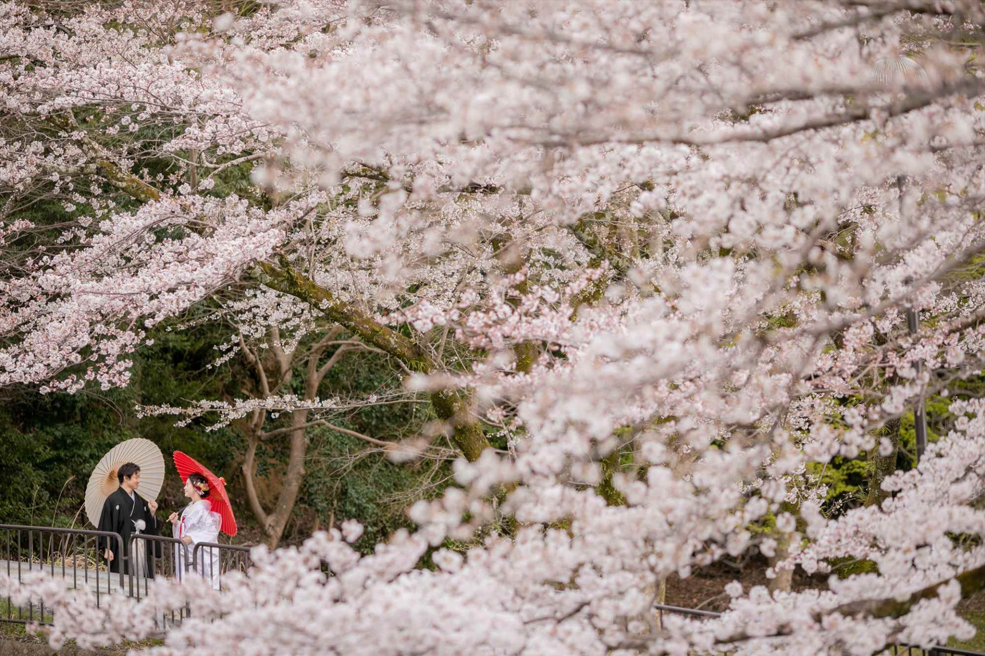 大仙日本庭園で春の前撮り撮影♪桜と一緒に素敵なお写真を残してみませんか？