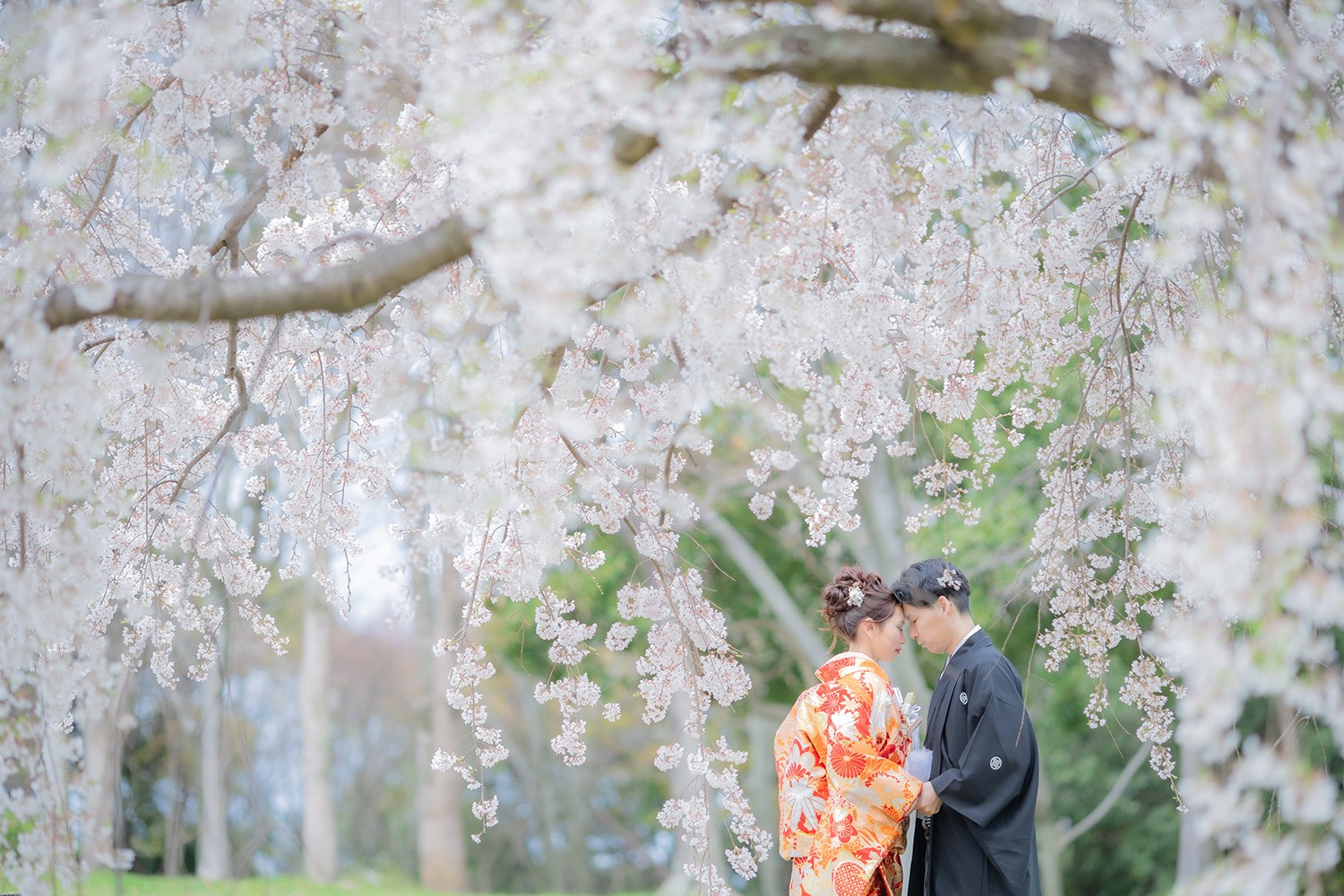 和装×桜♡おすすめのロケーション前撮り撮影｜大阪・堺にあるTakane Wedding