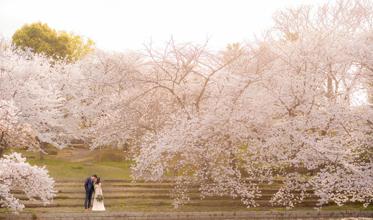 桜ロケのご予約受付中!!!おおさか・堺市にあるtakane weddingにおまかせください。