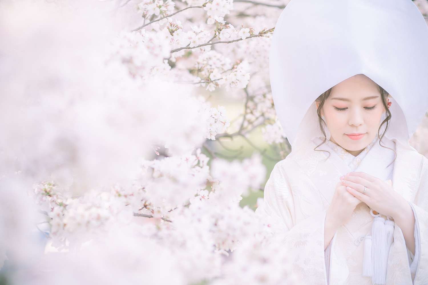 桜×白無垢