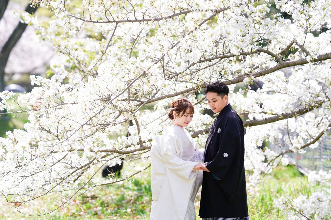 【今年もたくさんの桜と前撮り】大阪府堺市にある写真スタジオtakane weddingで撮影しませんか。